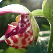 Cypripedium guttatum Sw. (1800).